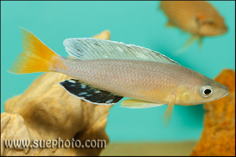Cyprichromis sp. 'leptosoma jumbo' Cape Kachese